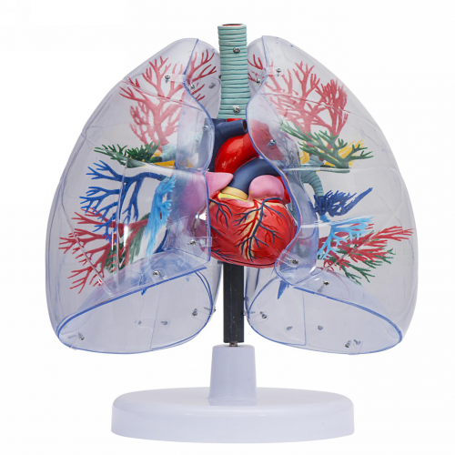 透明肺、氣管、支氣管連心臟模型