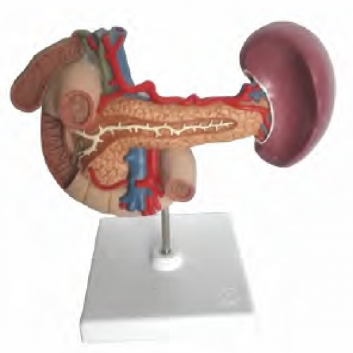胰、脾、十二指腸、膽囊模型