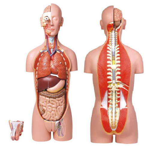 男、女兩性人體背部開放式半身軀干模型（87cm/27件）